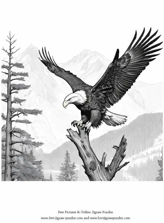 Bald Eagles Coloring Sheets / Coloring Pictures for Printing