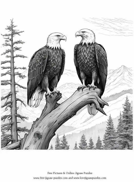 Bald Eagle picture for coloring and printing - Free Picture 10