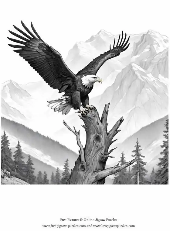 Bald Eagle picture for coloring and printing - Free Picture 2