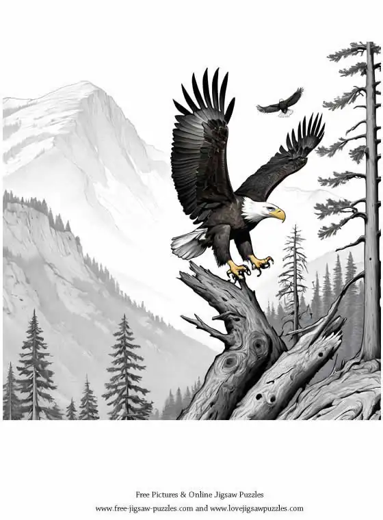 Bald Eagle picture for coloring and printing - Free Picture 3