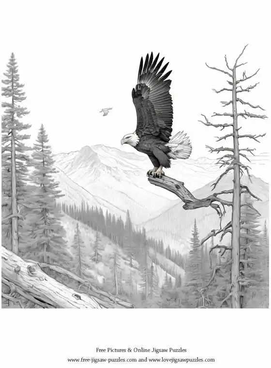 Bald Eagle picture for coloring and printing - Free Picture 4