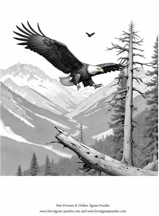 Bald Eagle picture for coloring and printing - Free Picture 7