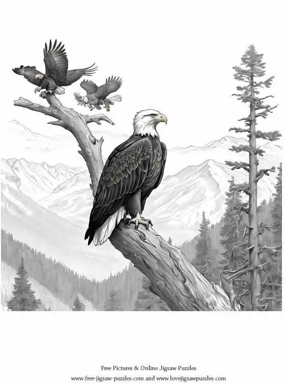 Bald Eagle picture for coloring and printing - Free Picture 8