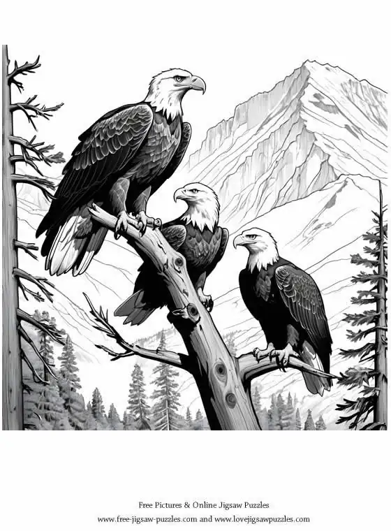 Bald Eagle picture for coloring and printing - Free Picture 9