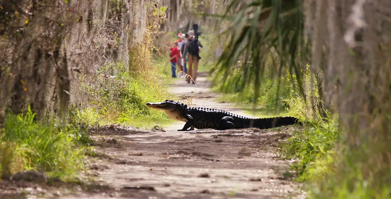 American Alligator