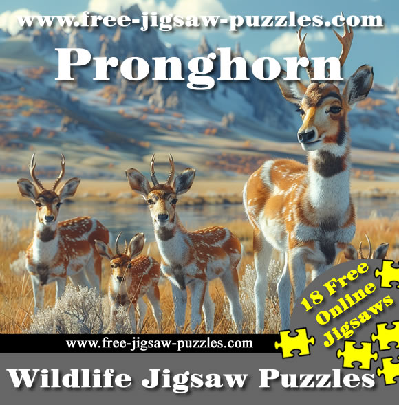American Pronghorn jigsaws | 18 Free Jigsaw Puzzles