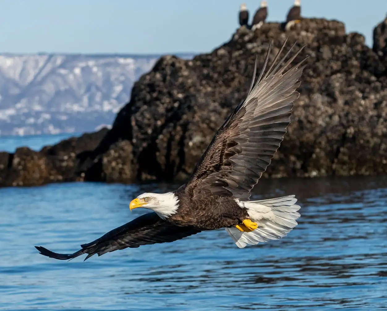 American Bald Eagle