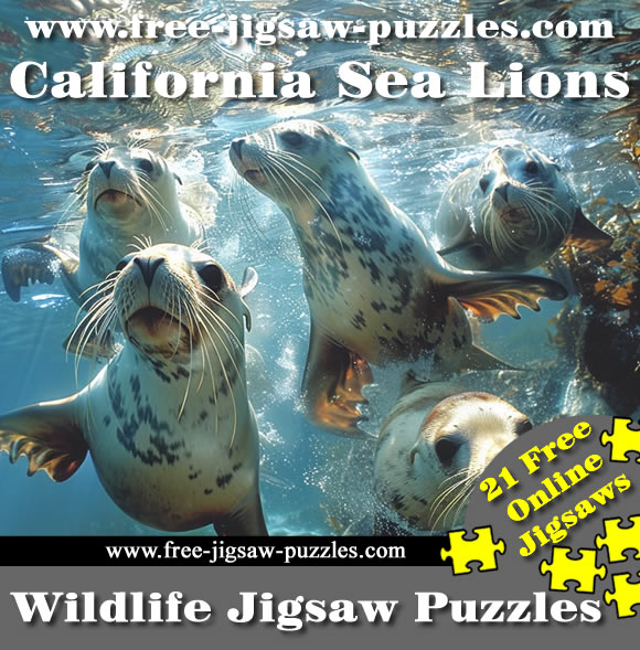 California Sea Lions jigsaws | 21 online jigsaws