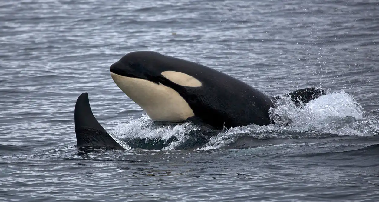 Orcas - Kenai Fjords National Park Orcas - Kenai Fjords National Park